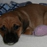 Tyson